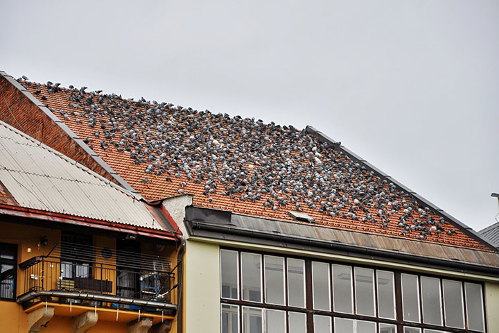 A2B Pest Control are able to install spikes to deter birds from roofs in West Hendon. 
