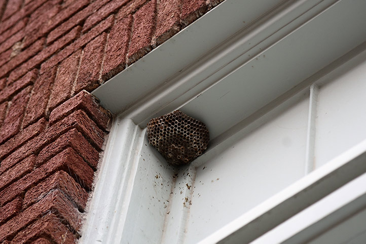 We provide a wasp nest removal service for domestic and commercial properties in West Hendon.